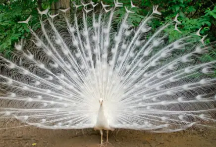 white peacock