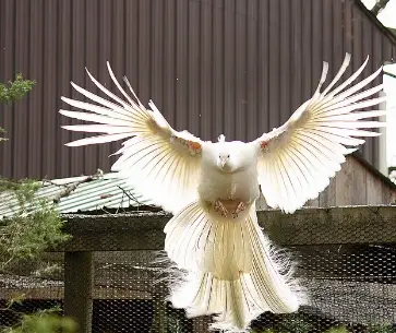 white peacock in flight